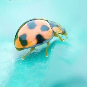 Meet your Posher, Lashon